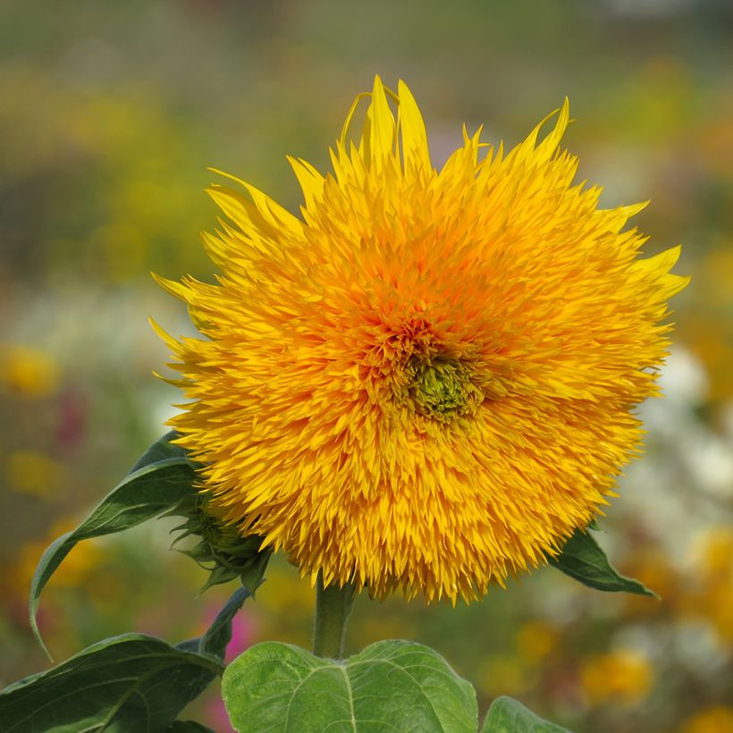 Graines de Tournesol Sungold - Helianthus annuus (Flowering)