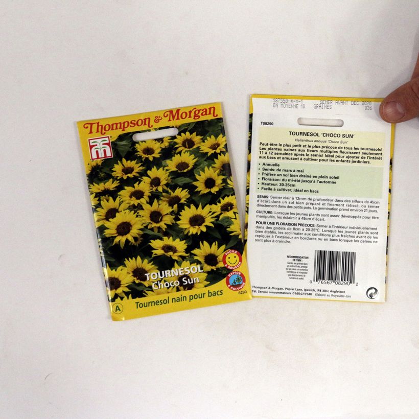 Example of Graines de Tournesol nain Choco Sun - Helianthus annuus  le sachet de graines de 0.2 grammes as you get