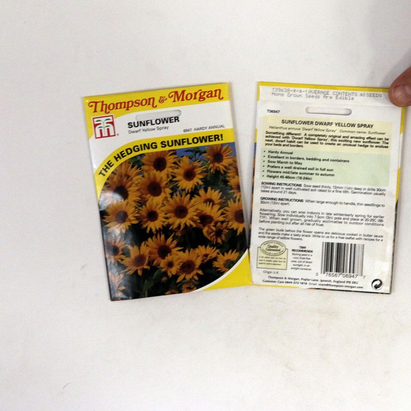 Example of Graines de Tournesol nain Dwarf Yellow Spray - Helianthus annuus  le sachet de 40 graines environ as you get
