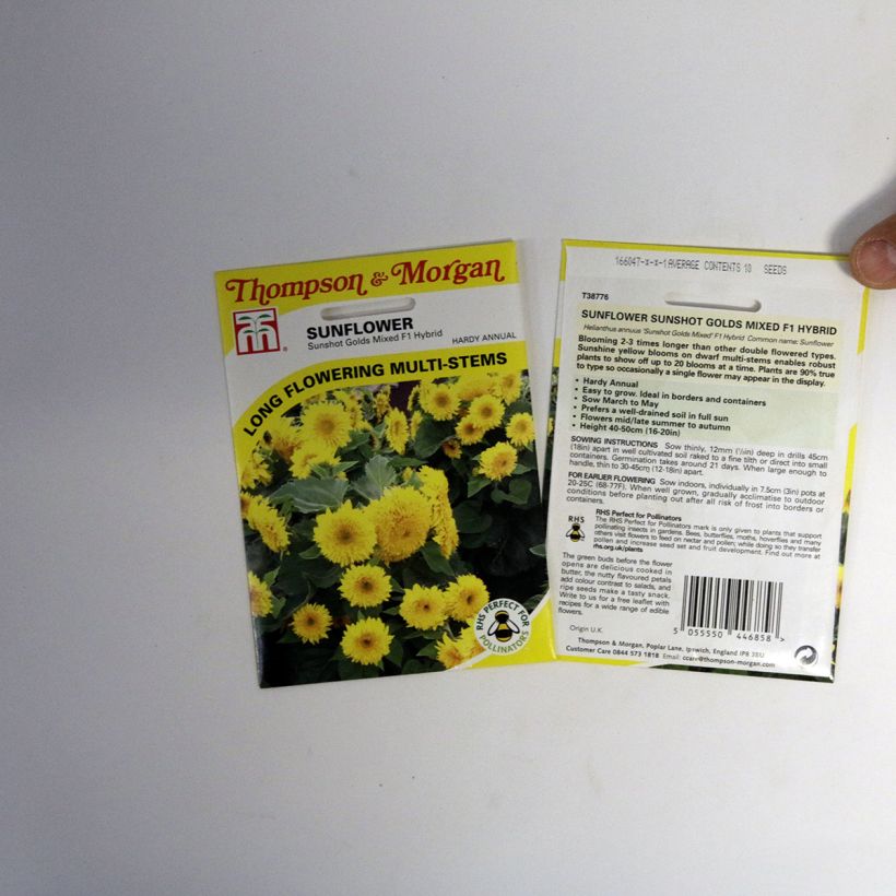 Exemple de spécimen de Graines de Tournesol nain Sunshots Golds Mixed - Helianthus annuus  le sachet de 10 graines environ tel que livré