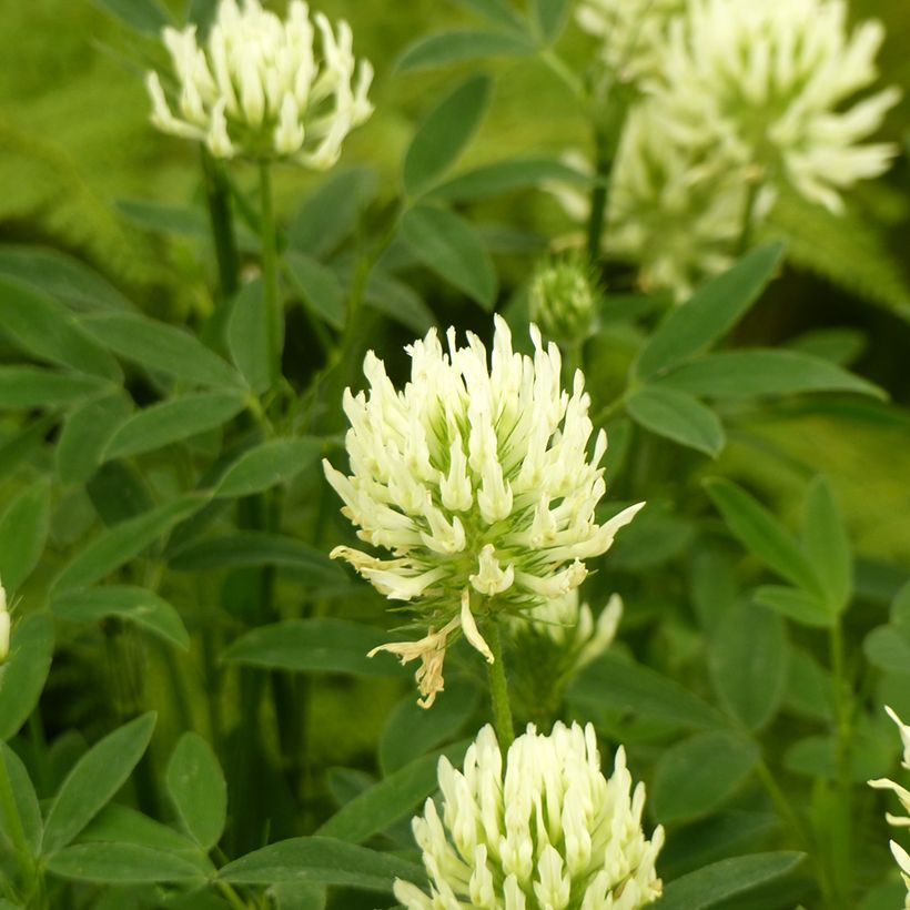 Graines de Trèfle beige - Trifolium ochroleucon (Flowering)