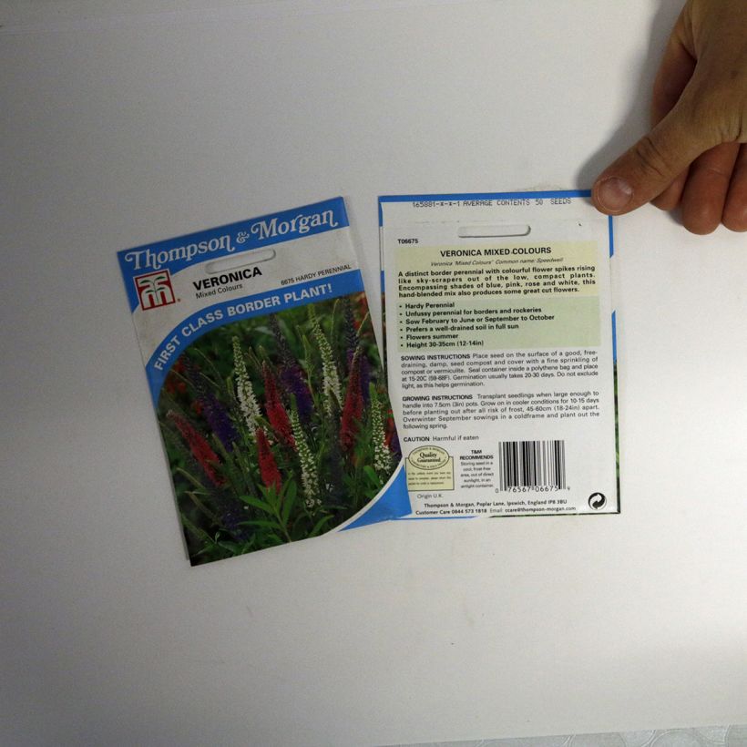 Exemple de spécimen de Graines de Véronique vivace Mixed Colours - Veronica hybride le sachet de 50 graines environ tel que livré
