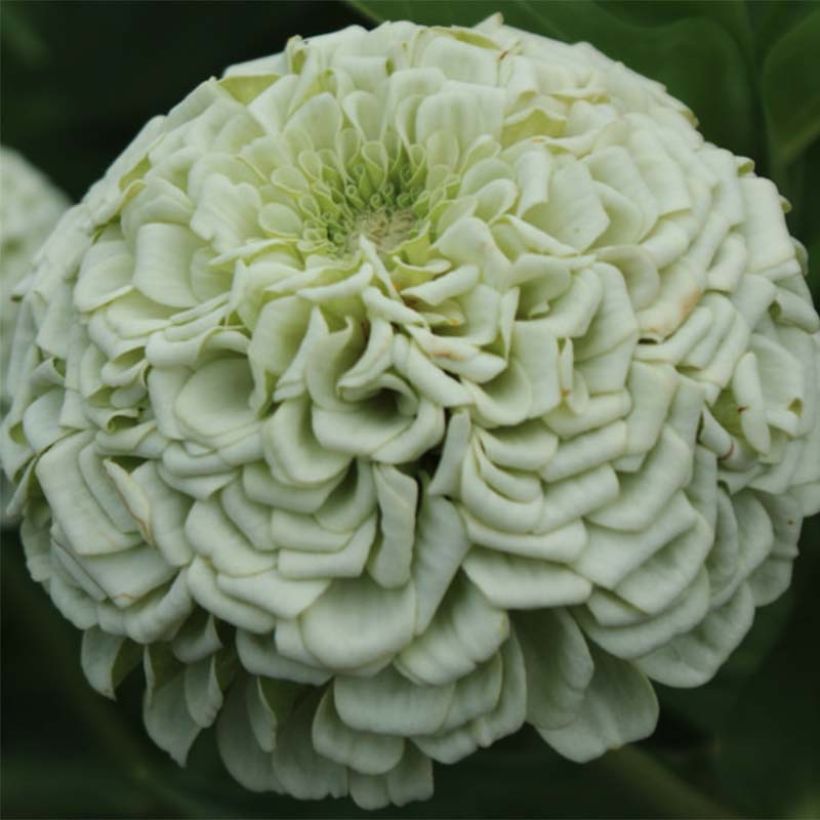 Graines de Zinnia elegans Polar Bear (Flowering)