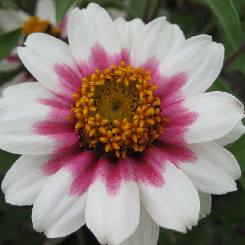 Graines de Zinnia du Maryland Zahara Starlight Rose (Flowering)