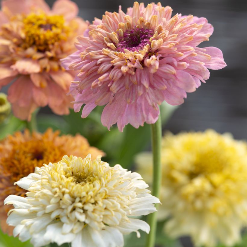 Graines de Zinnia elegans Cresto! Peaches and Cream (Flowering)