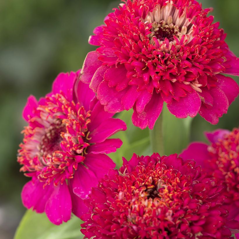 Graines de Zinnia elegans Cresto! Violet (Flowering)