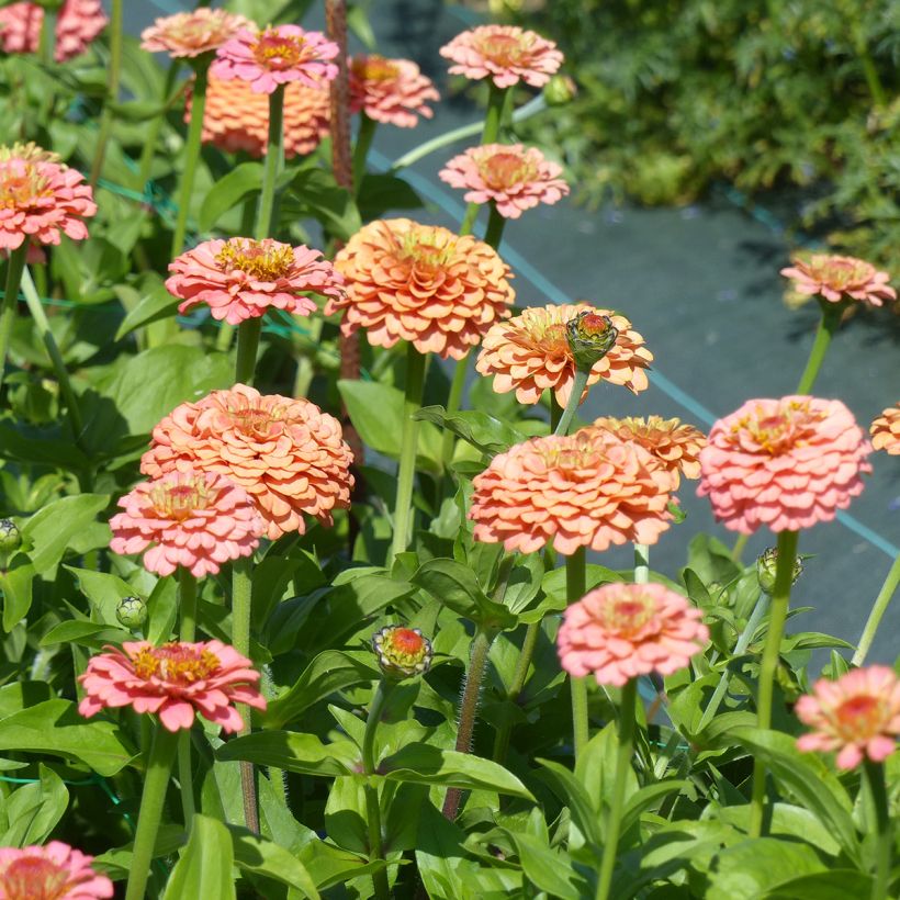 Graines de Zinnia elegans Lilliput Oklahoma Salmon (Flowering)