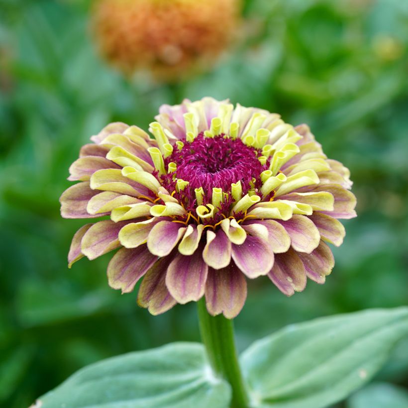 Graines de Zinnia elegans Queen Red Lime (Floraison)