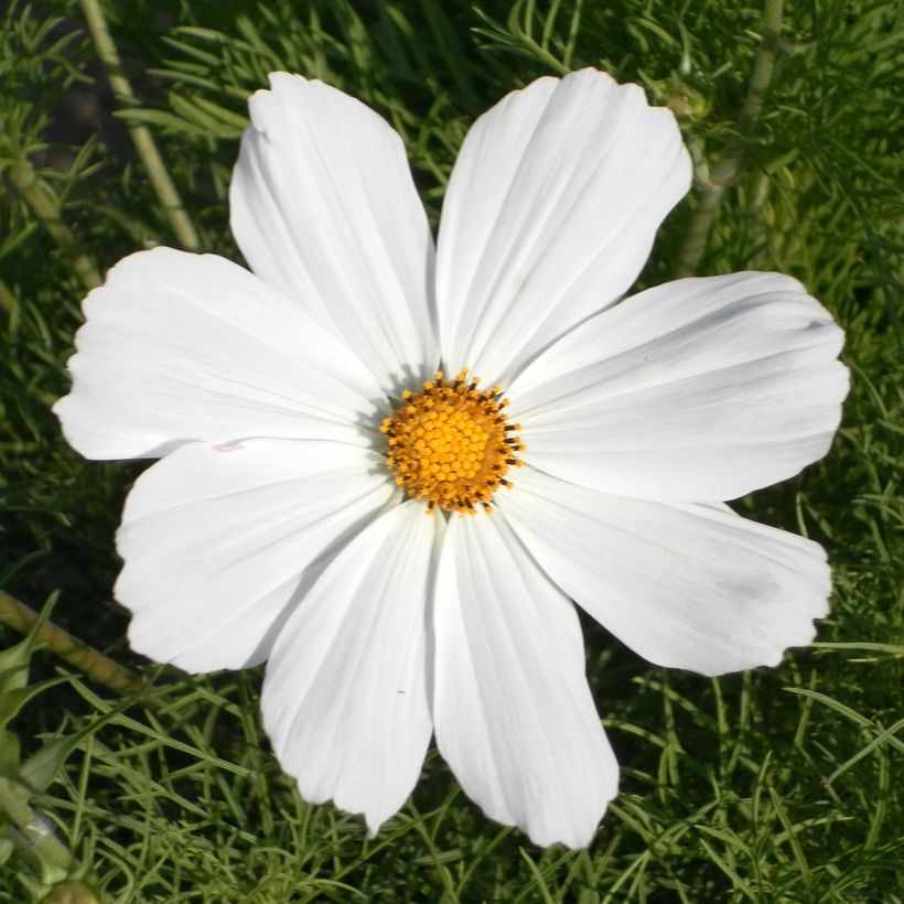 Graines de Cosmos Sonata White - Cosmos bipinnatus (Flowering)