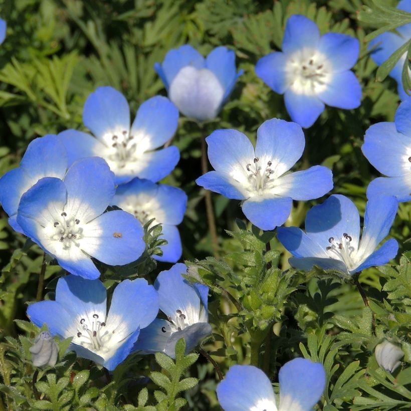 Graines de Némophile Baby Blue Eyes - Nemophila menziesii (Flowering)