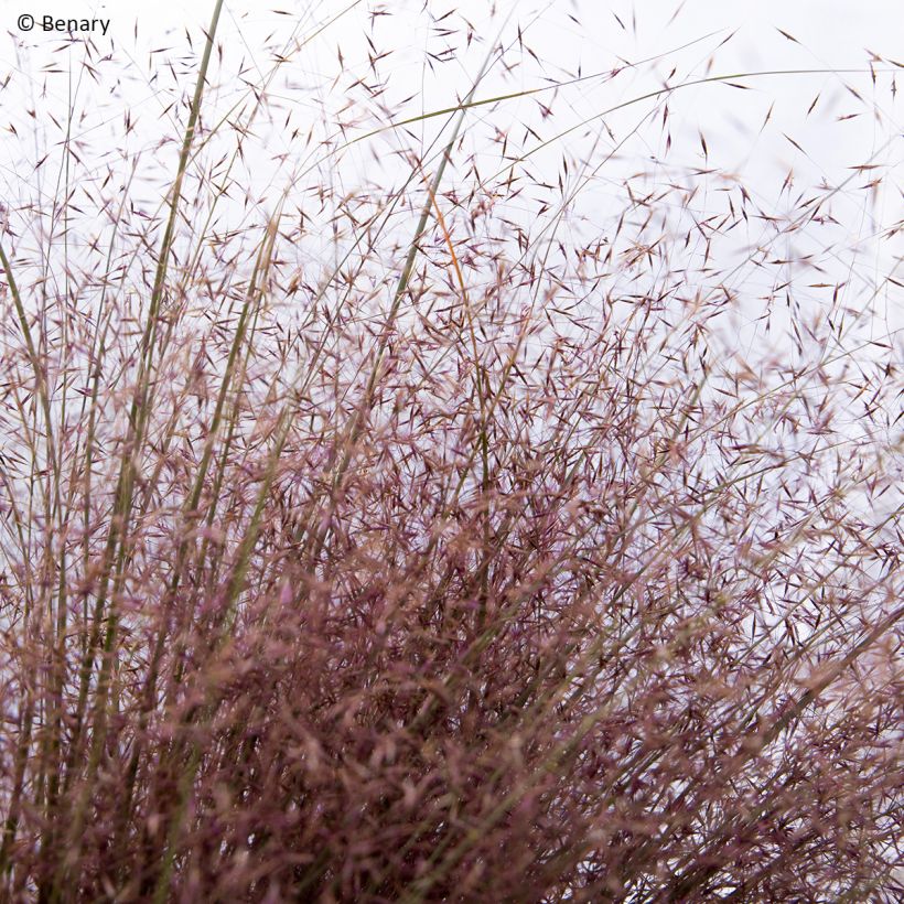 Graines de Muhlenbergia reverchonii Rosy (Floraison)