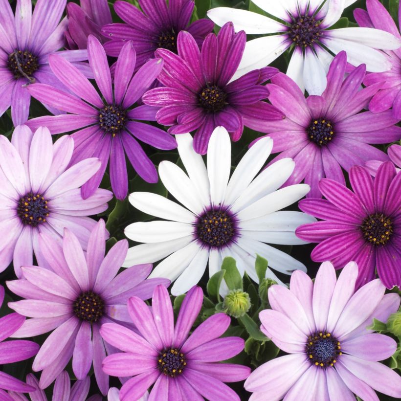 Graines d'Osteospermum Passion Mixed - Marguerite du Cap (Flowering)
