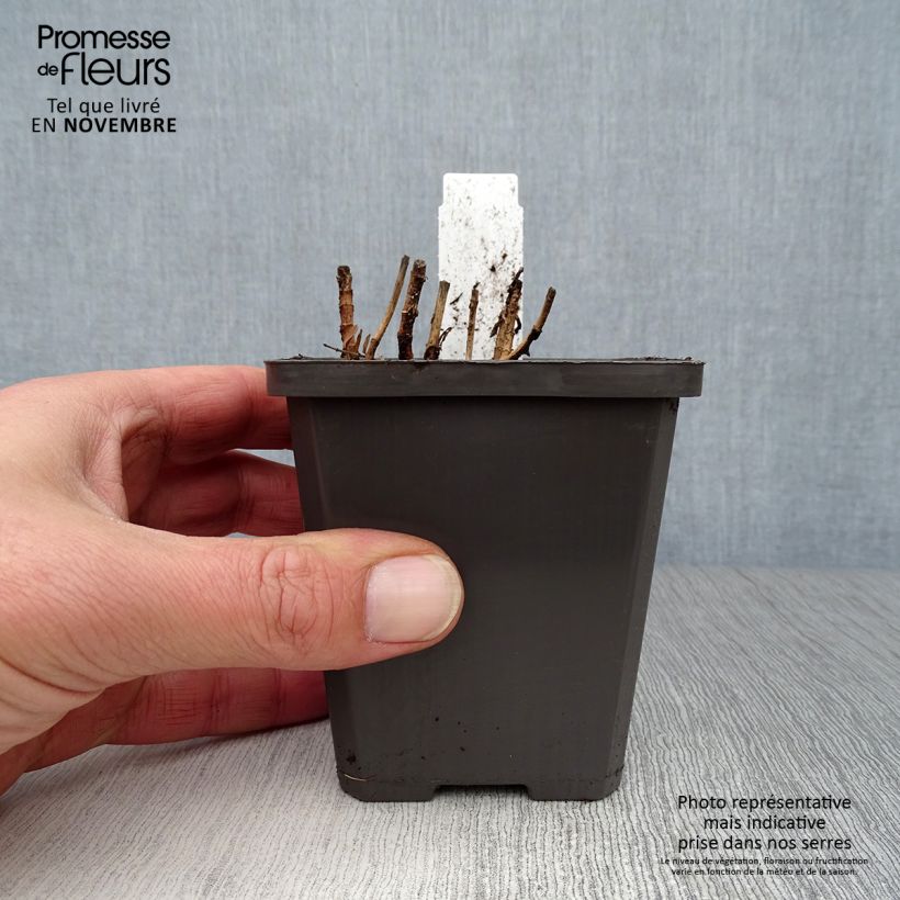 Spécimen de Gratiole officinale - Gratiola officinalis Godet de 8/9 cm tel que livré en automne