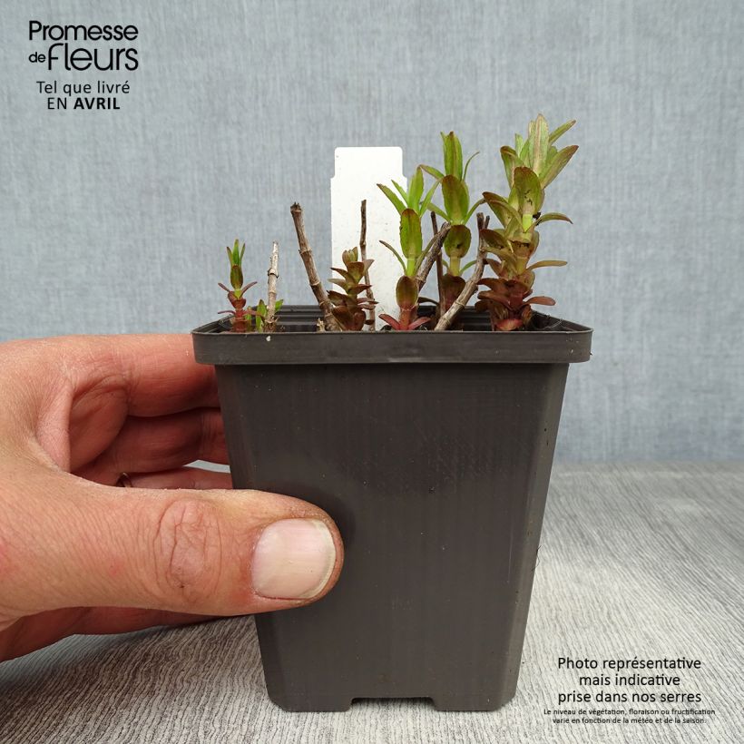 Spécimen de Gratiole officinale - Gratiola officinalis Godet de 8/9 cm tel que livré au printemps