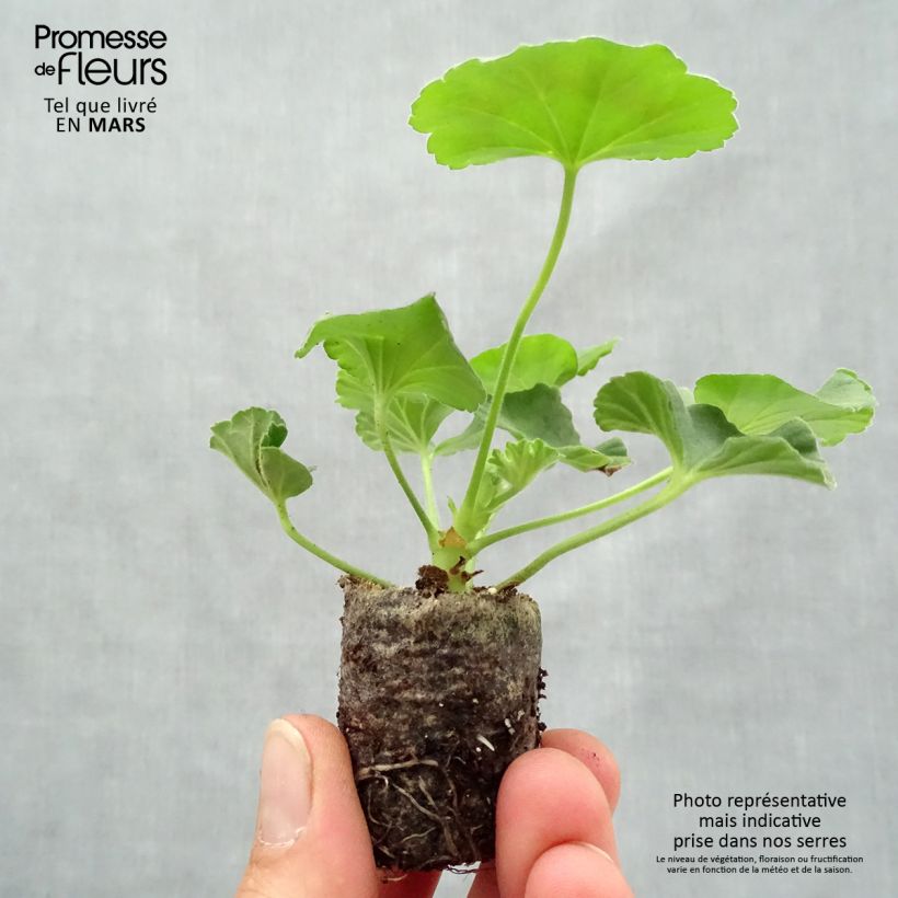 Example of Gréanium zonale Flic Flac Red Nova - Pelargonium hortorum Mini-motte Ø 3/4 cm as you get in printemps