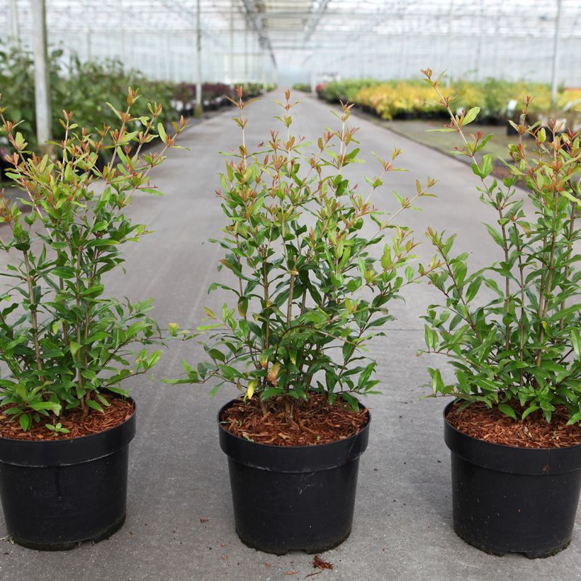 Grenadier à fruits - Punica granatum Favorite (Port)