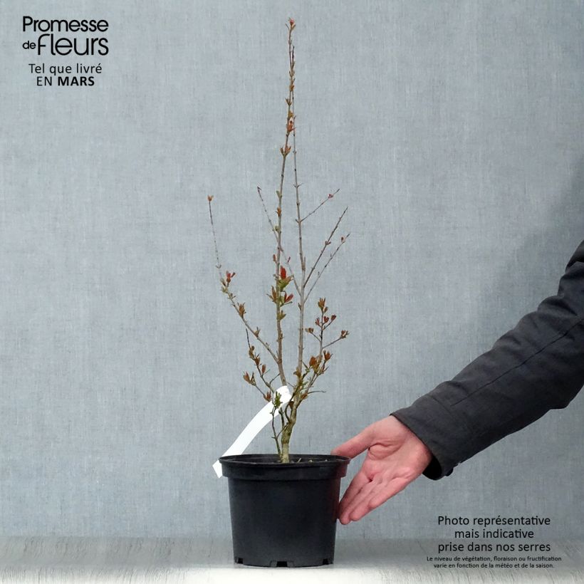 Example of Grenadier à fleurs - Punica granatum Maxima Rubra Pot de 2L/3L as you get in printemps