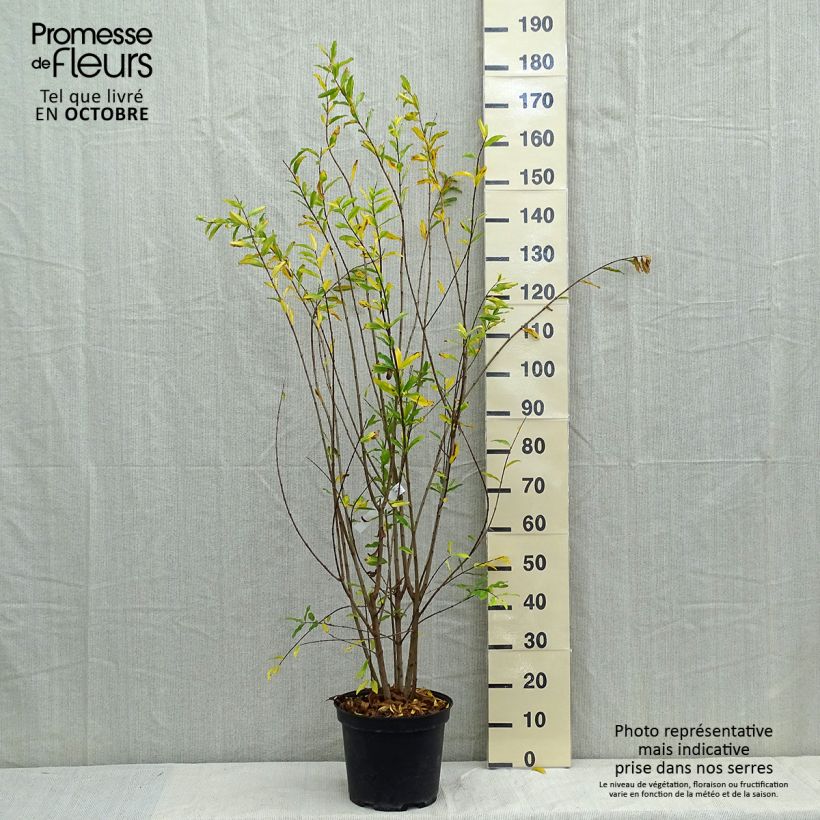 Spécimen de Grenadier à fleurs - Punica granatum Plena Pot de 7,5L/10L, Buisson tel que livré en automne