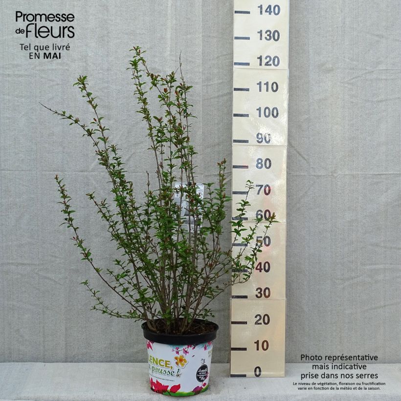 Spécimen de Grenadier à fleurs - Punica granatum Plena Pot de 7,5L/10L, Buisson, Touffe tel que livré au printemps