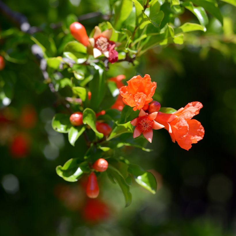 Grenadier à fruits - Punica granatum Dente di leone (Flowering)