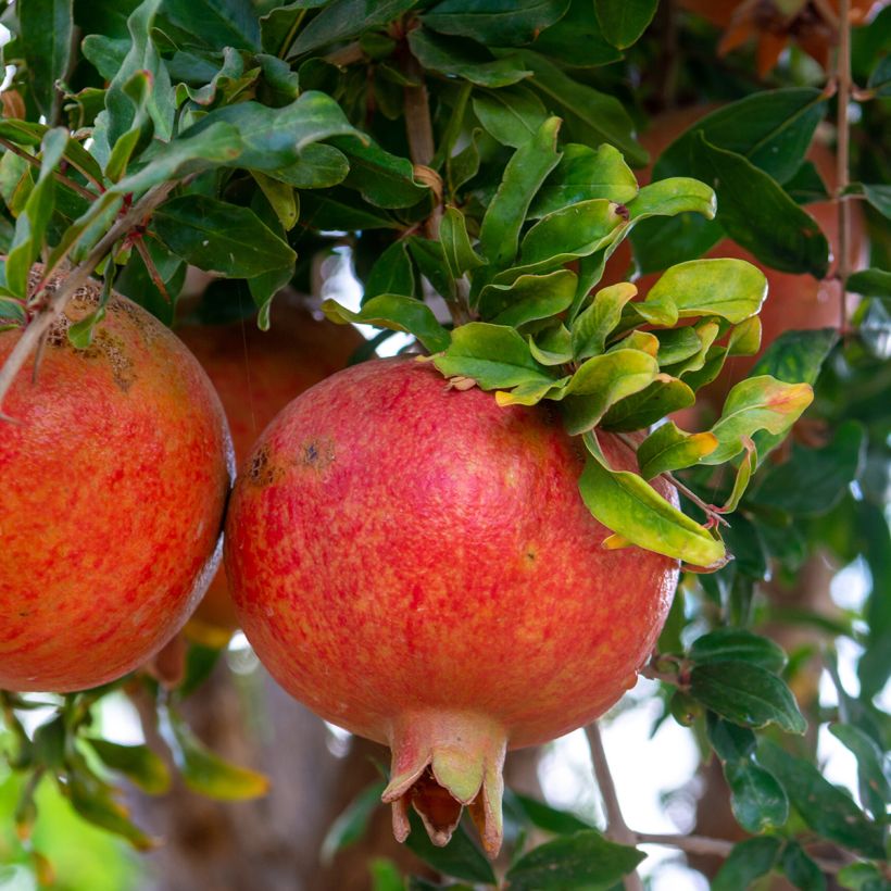 Grenadier à fruits - Punica granatum Dente di leone (Harvest)