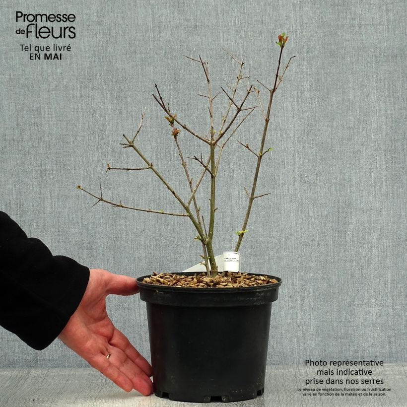 Example of Grenadier à fruits - Punica granatum Fina Tendral Pot de 2L/3L, Buisson as you get in printemps