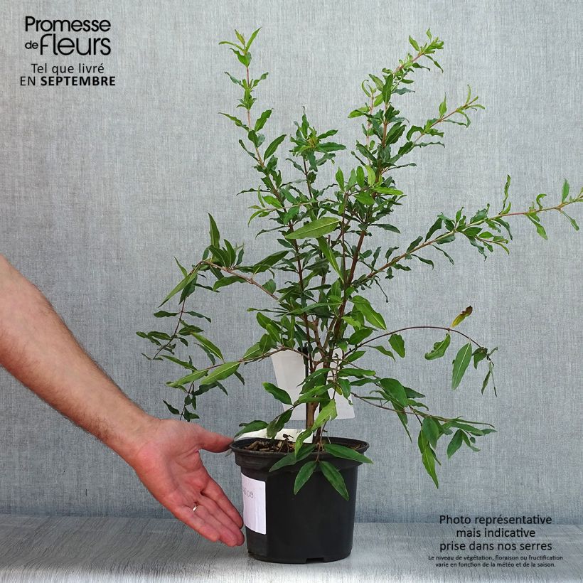 Spécimen de Grenadier à fruits - Punica granatum Mollar de Elche Pot de 1,5L/2L, Touffe tel que livré en été