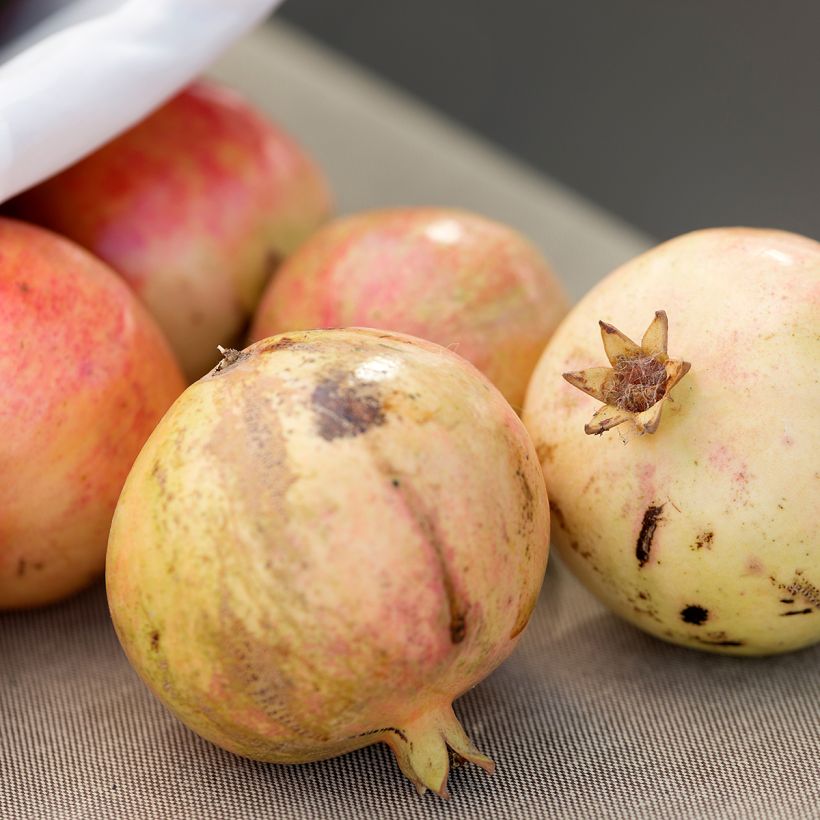 Grenadier à fruits - Punica granatum Mollar de Elche (Harvest)