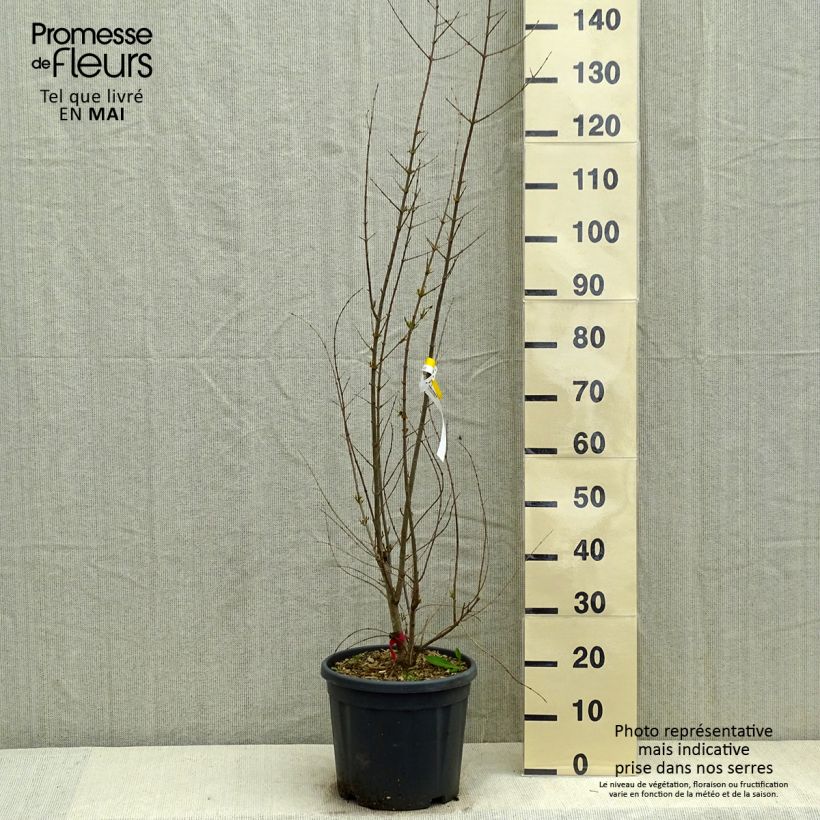 Example of Grenadier à fruits - Punica granatum Pot de 7,5L/10L, Buisson as you get in printemps