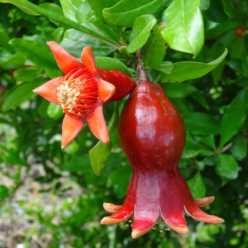 Grenadier à fruits - Punica granatum (Flowering)