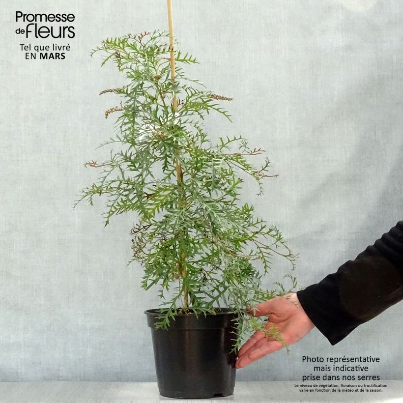 Example of Grevillea Bronze Rambler  Pot de 4L/5L as you get in printemps