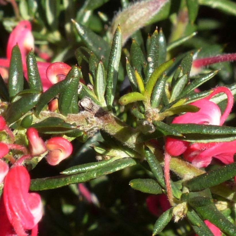 Grevillea Poorinda Rondeau - Grévillier (Foliage)