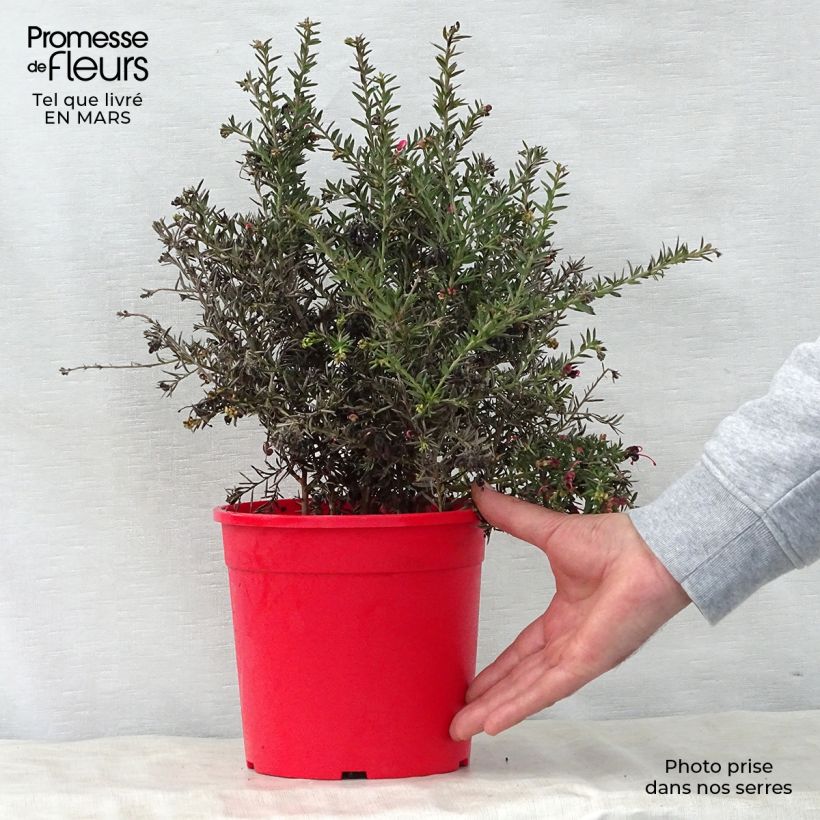 Example of Grevillea Poorinda Rondeau - Grévillier Pot de 3L/4L, Buisson, Touffe as you get in printemps