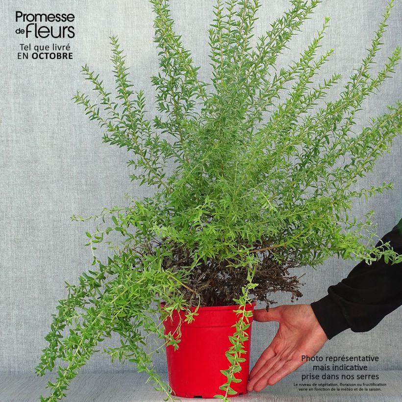 Spécimen de Grevillea Poorinda Rondeau - Grévillier Pot de 3L/4L, Buisson tel que livré en automne