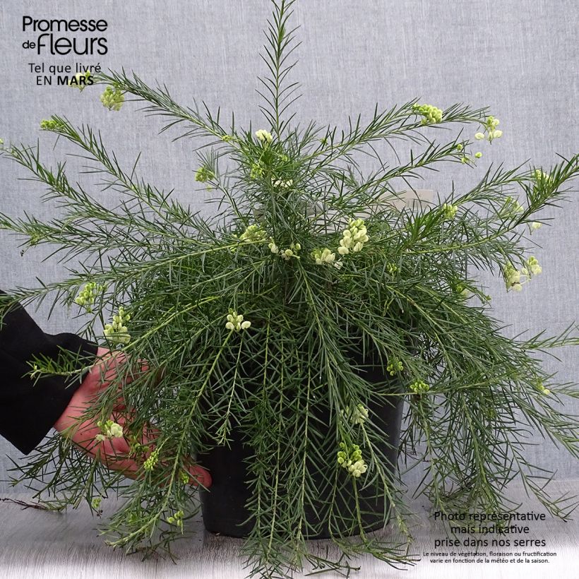Example of Grevillea gracilis Alba  Pot de 7,5L/10L as you get in printemps