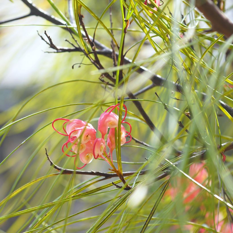 Grevillea johnsonii (Feuillage)