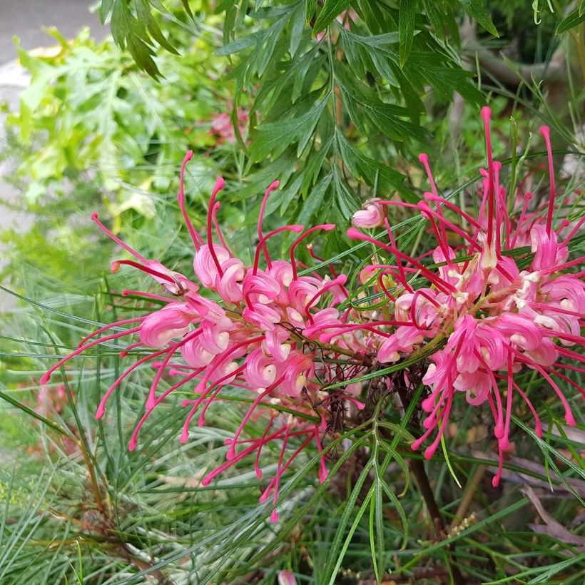 Grevillea johnsonii (Floraison)