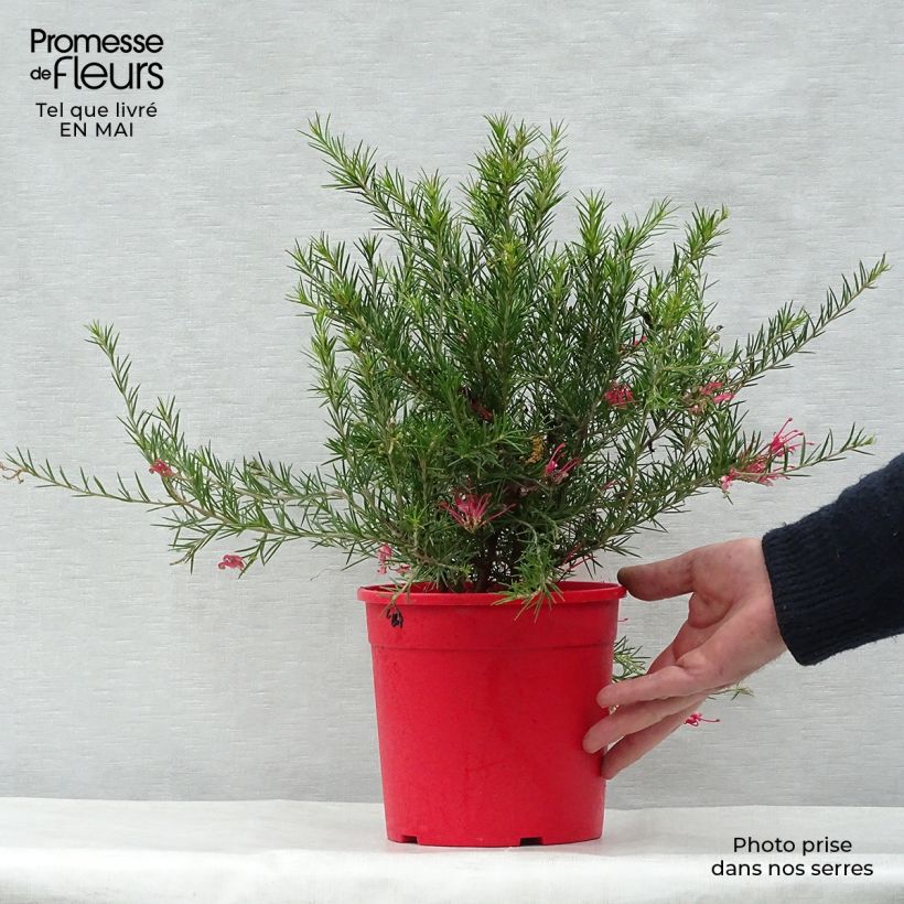 Example of Grevillea juniperina Pot de 2L/3L as you get in printemps