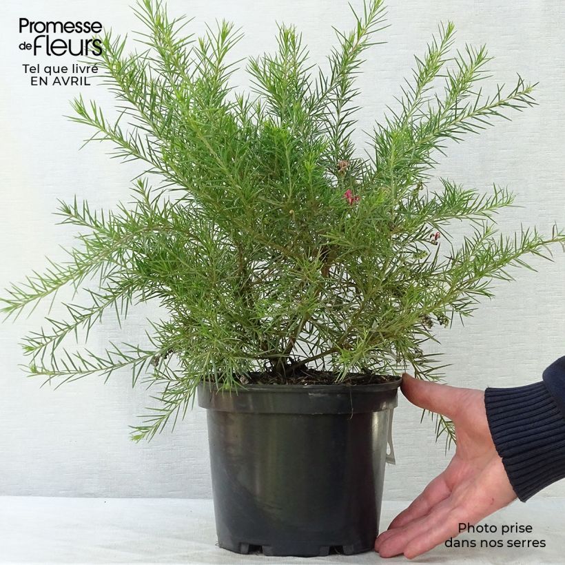 Example of Grevillea juniperina Canberra Gem Pot de 2L/3L as you get in printemps