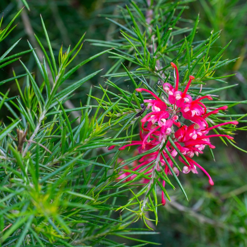 Grevillea juniperina Canberra Gem (Flowering)