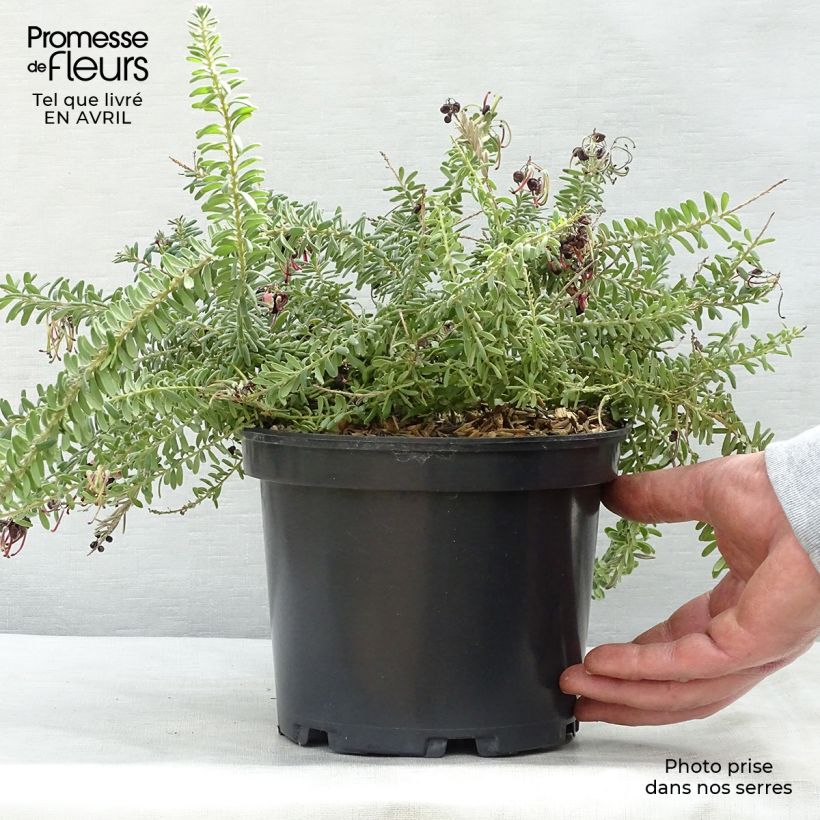 Example of Grevillea lanigera Mount Tamboritha  Pot de 2L/3L as you get in printemps