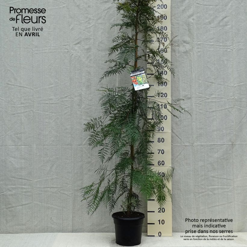 Example of Grevillea robusta - Grévillier Pot de 7,5L/10L as you get in printemps
