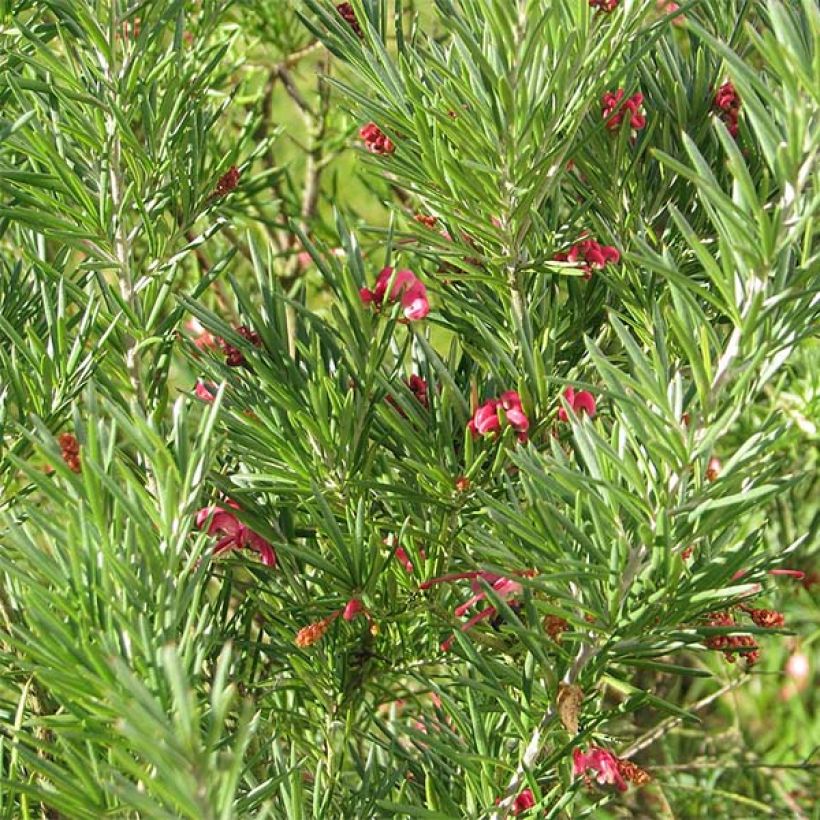 Grevillea rosmarinifolia  (Foliage)