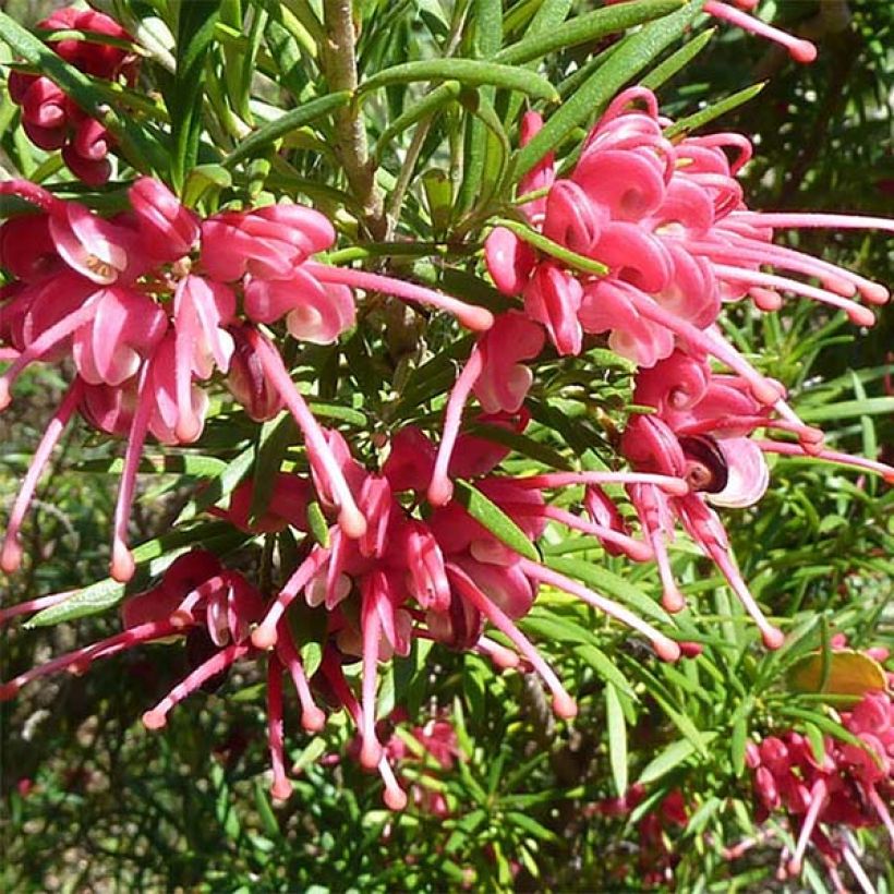 Grevillea rosmarinifolia  (Flowering)