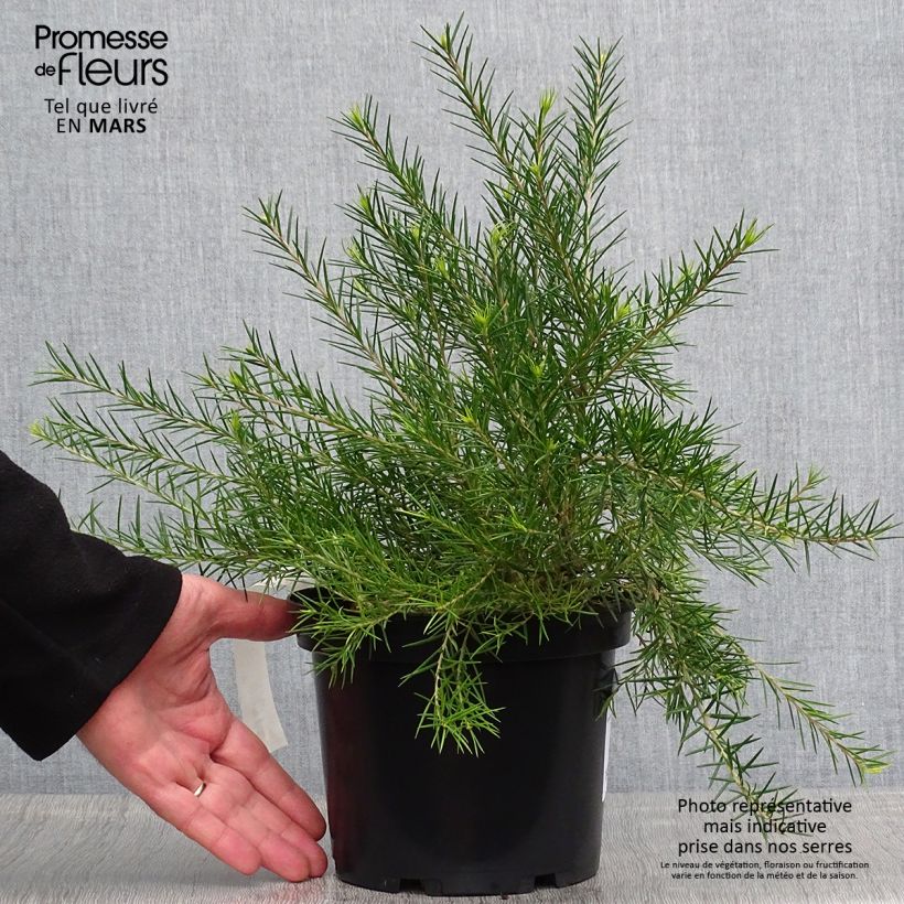 Example of Grevillea rosmarinifolia  Pot de 2L/3L as you get in printemps