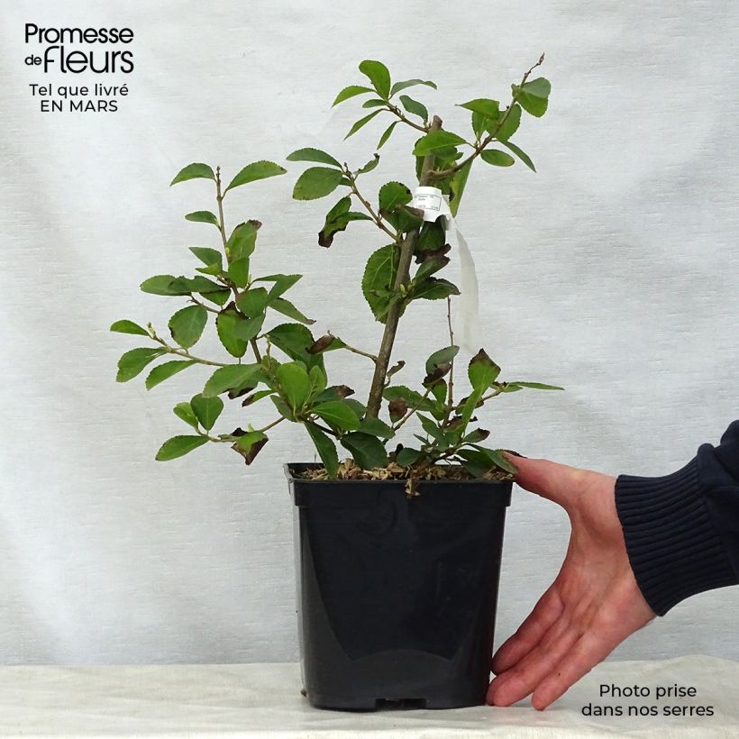 Example of Grewia occidentalis Pot de 3L/4L as you get in printemps