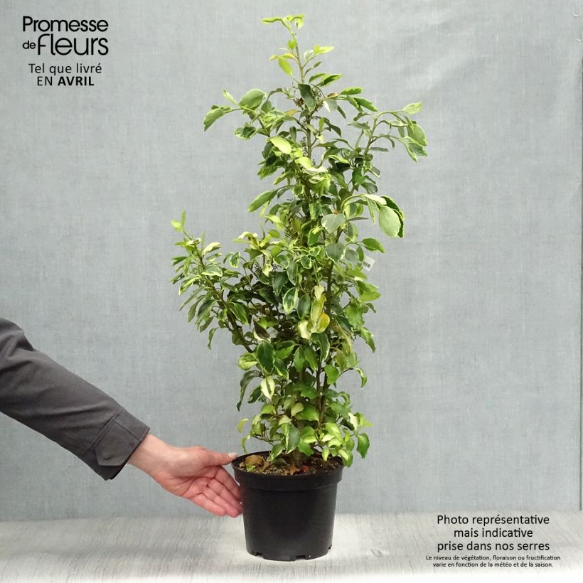 Spécimen de Griselinia littoralis Bantry Bay - Griselinie du littoral  Pot de 3L/4L tel que livré au printemps