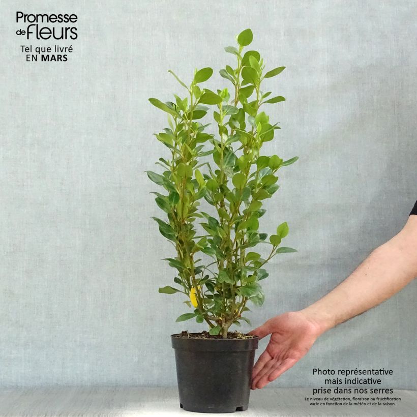 Example of Griselinia littoralis Green Horizon Pot de 2L/3L as you get in printemps
