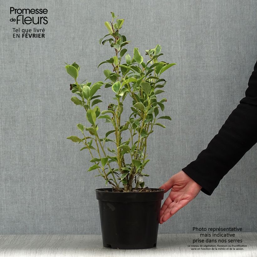 Example of Griselinia littoralis Green Jewel - Griseline du littoral Pot de 4L/5L as you get in hiver