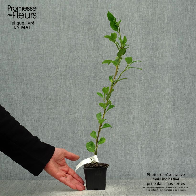 Example of Griselinia lucida - Griselinie luisante Godet de 8/9 cm as you get in printemps